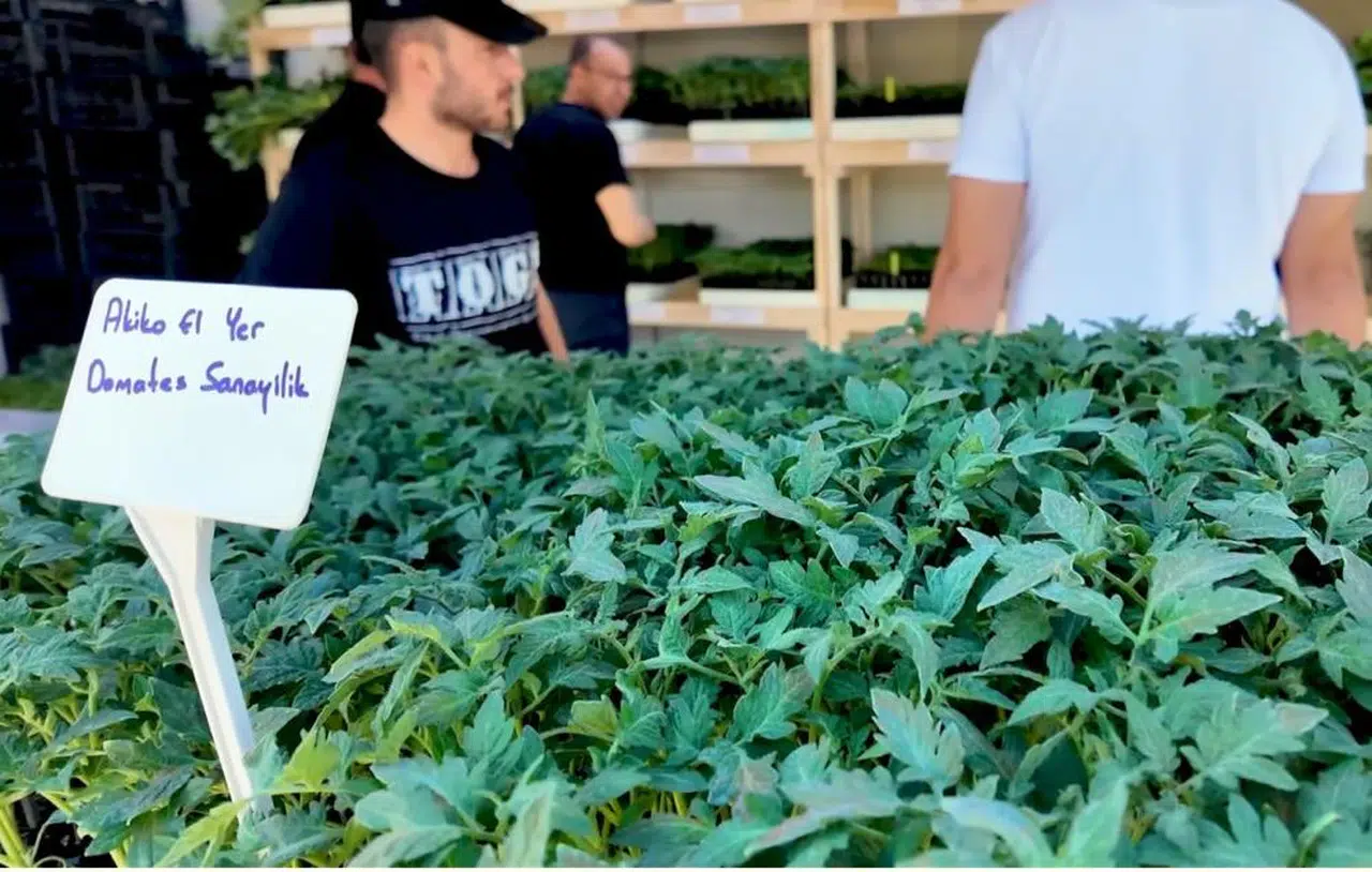 Çiftçiye 1 milyon fide desteği