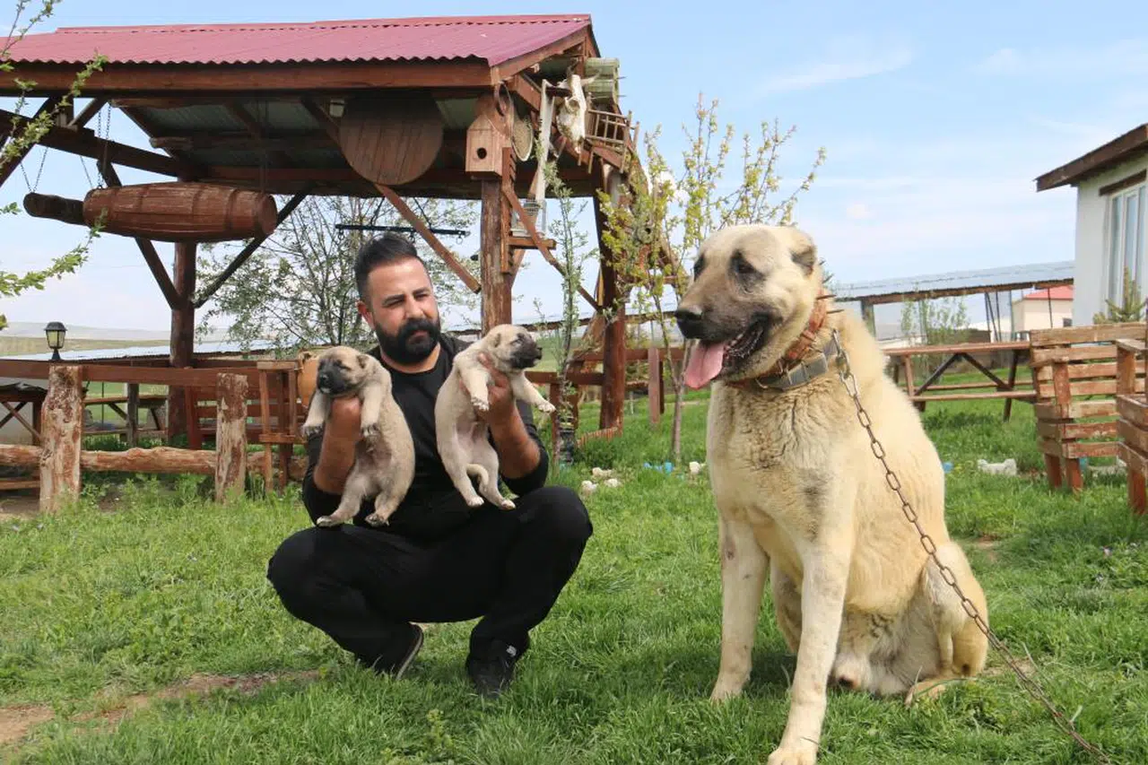Ortadoğu Kangal peşinde! Çöllerde Kangal rüzgarı esecek