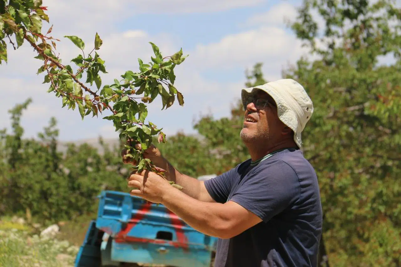 Korkunç! Bir ağaç bile kayısı vermedi