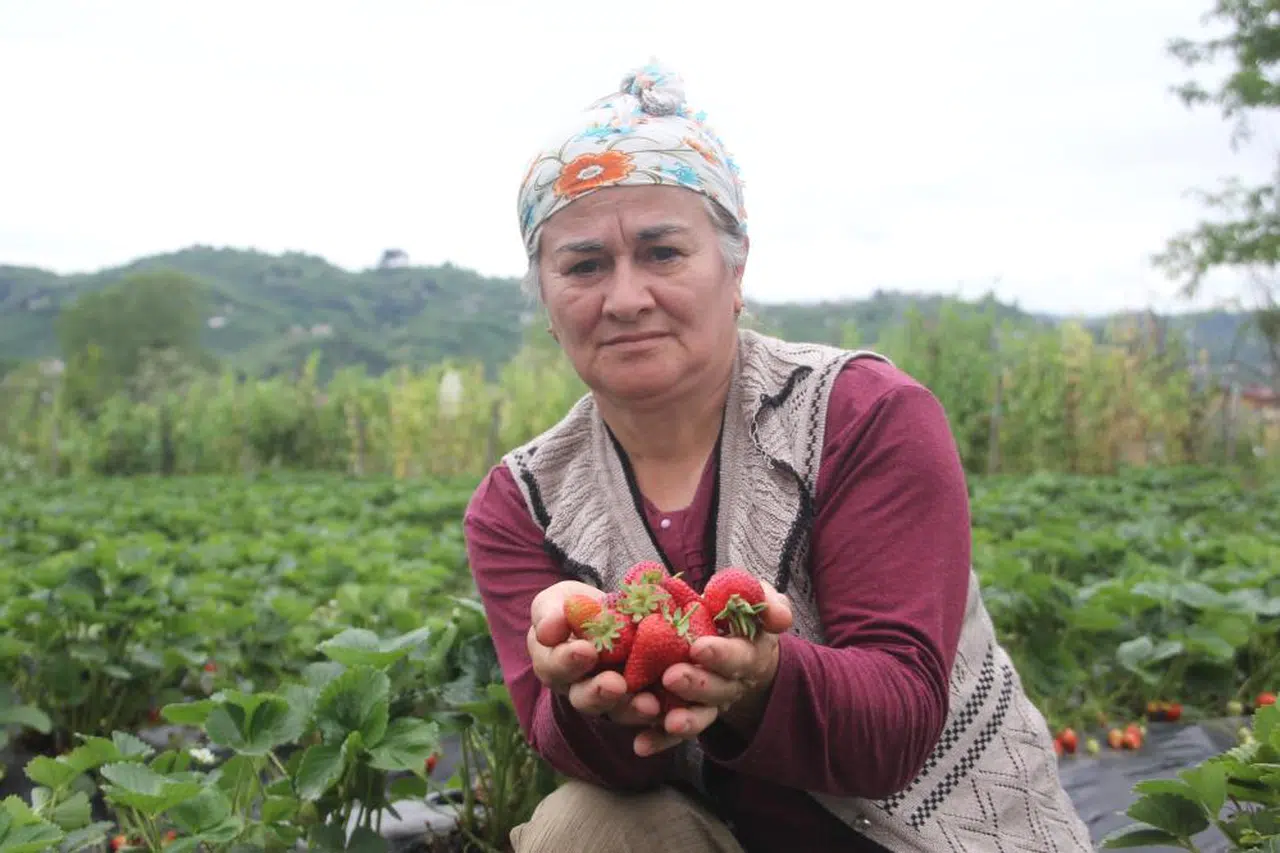 Çiftçinin ikamesi çilek oldu