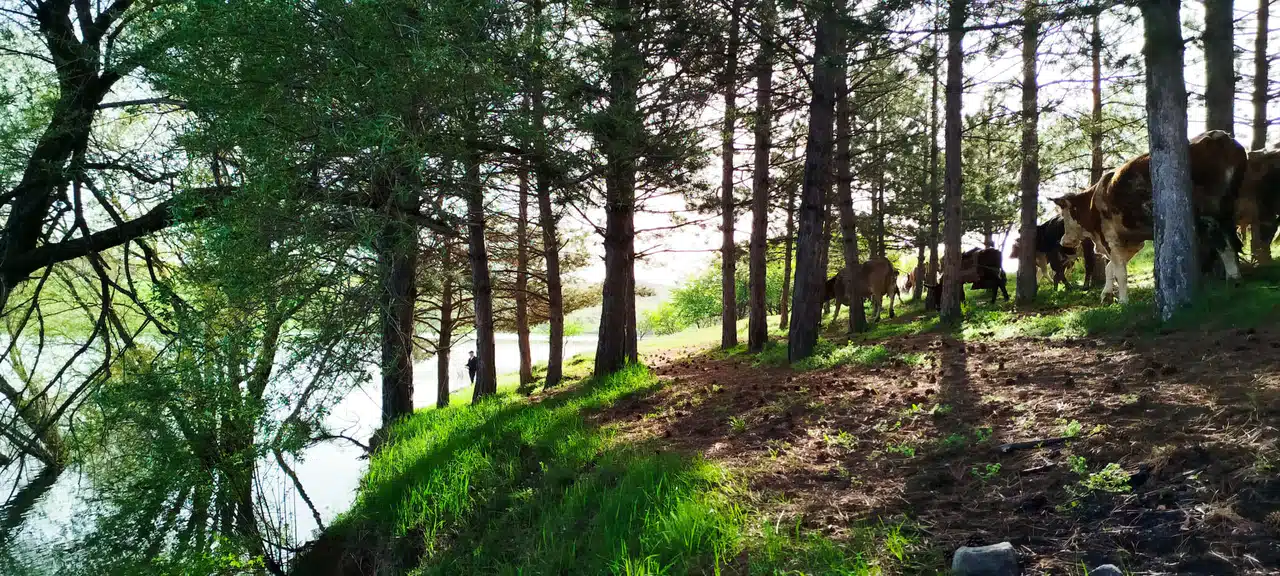Sivas’ta baharın gelişiyle doğada görünmeyen tehlike