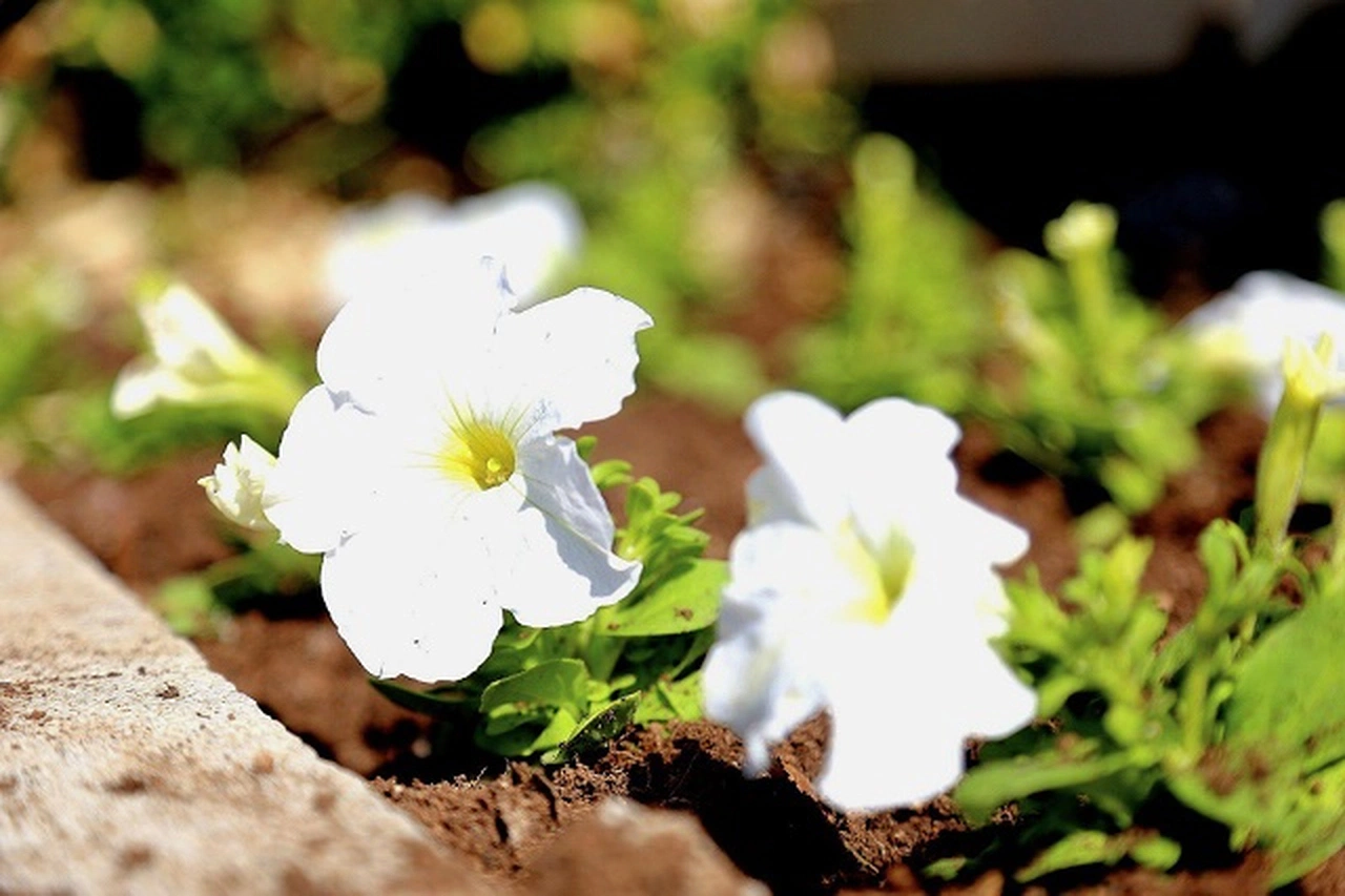 Sivas'ta her köşe başında bir renk cümbüşü