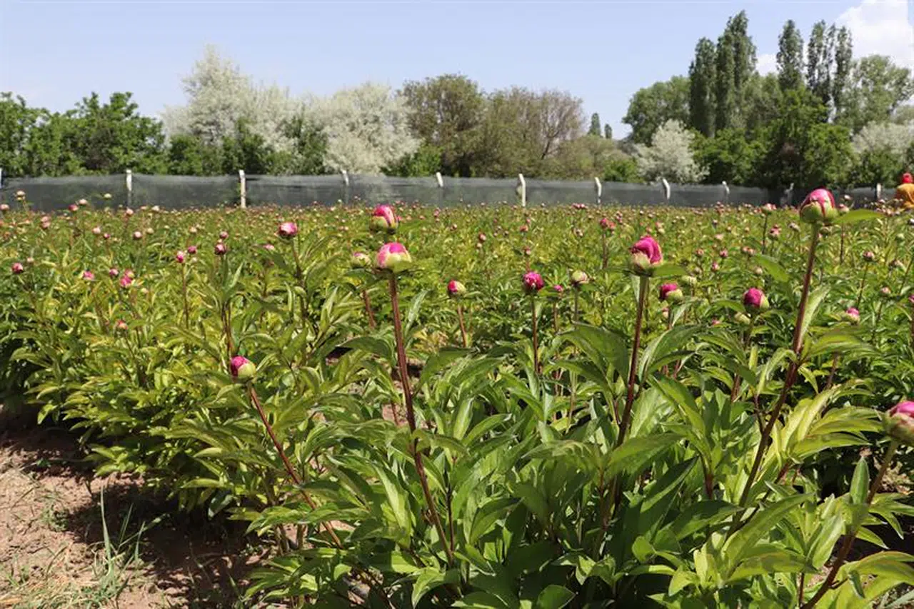 Sivas’ın bozkırlarına renk geldi: Şakayık hasadı başladı