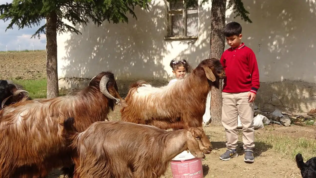 11 yaşında çobandan 500 tam puan