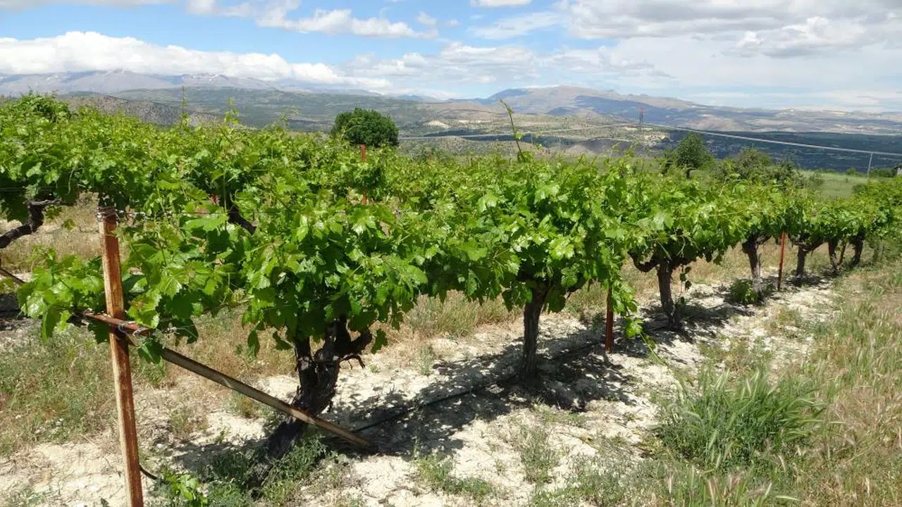Coğrafi İşaretli Köhnü Üzüm Bağları Donla Yandı Çözüm Yaprakta