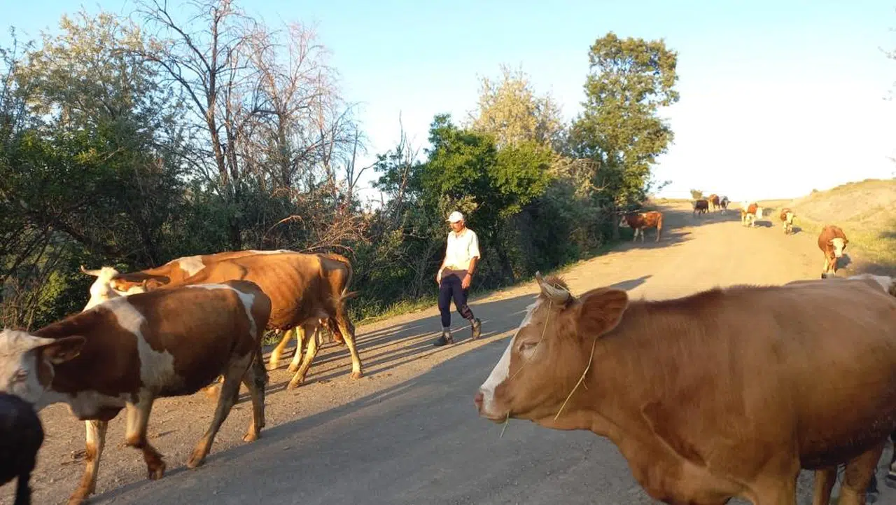 Çobanların talepleri çok değişti