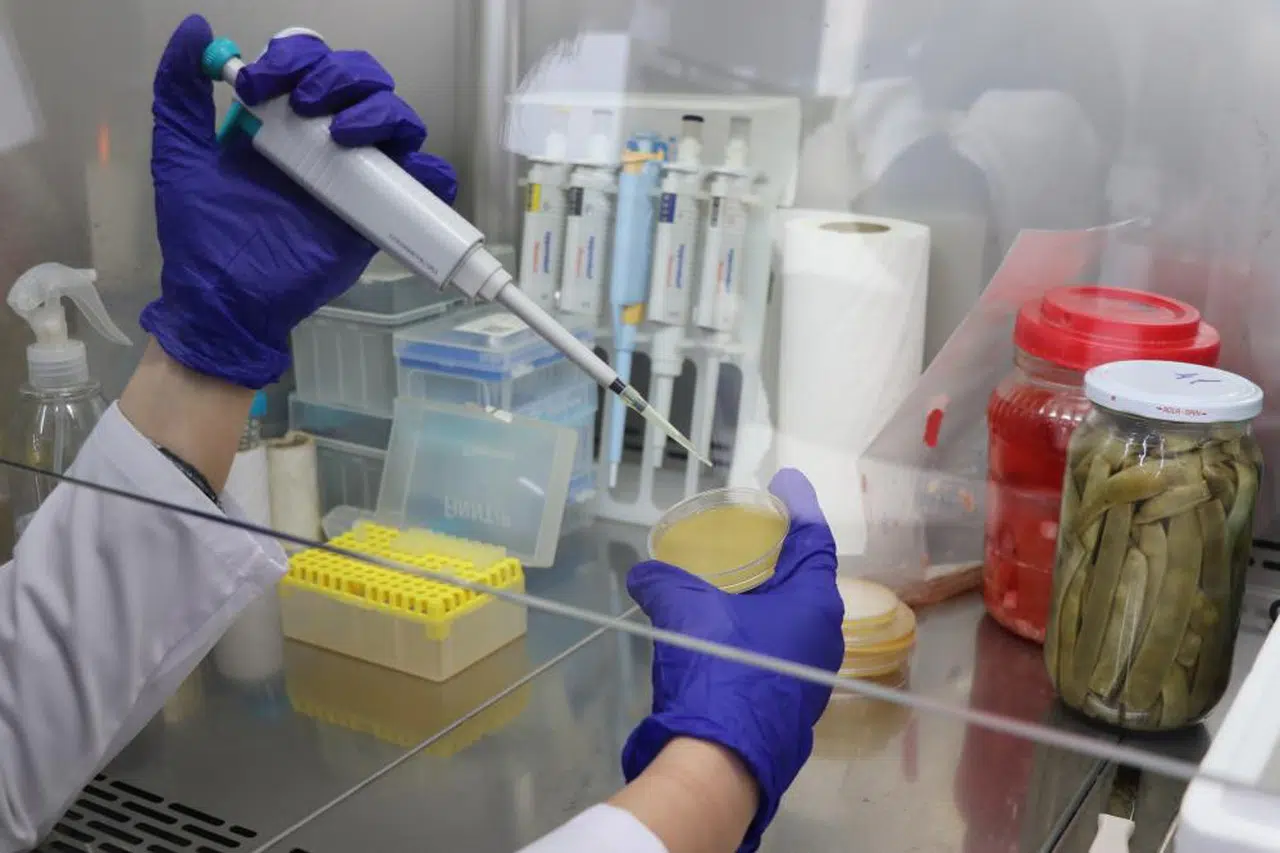 Turşudaki Sır Çözülüyor: Tarımda Yeni Bir Umut