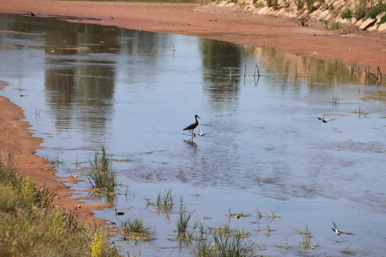 Bu Leyleği Hiç Gördünüz mü? Nesli Tükenme Tehlikesi altında! Sivas'ta Görüldü!