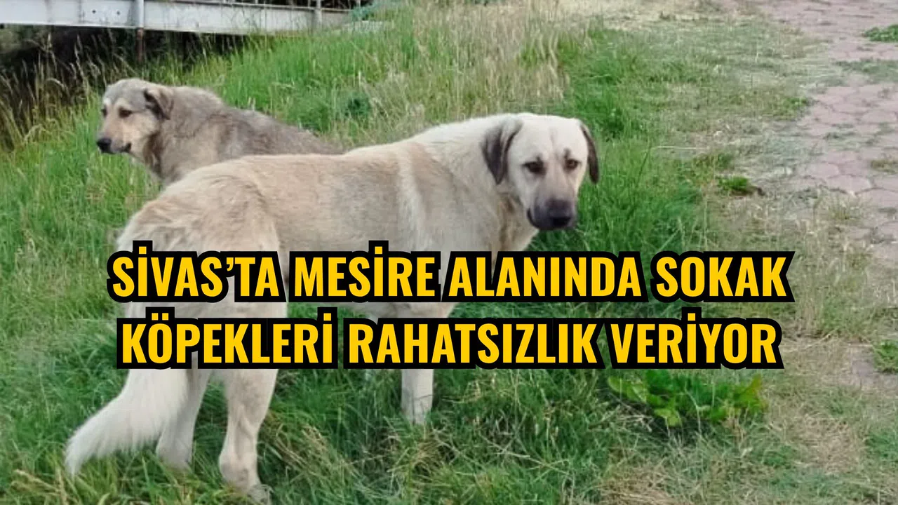 Sivas’ta mesire alanında sokak köpekleri rahatsızlık veriyor