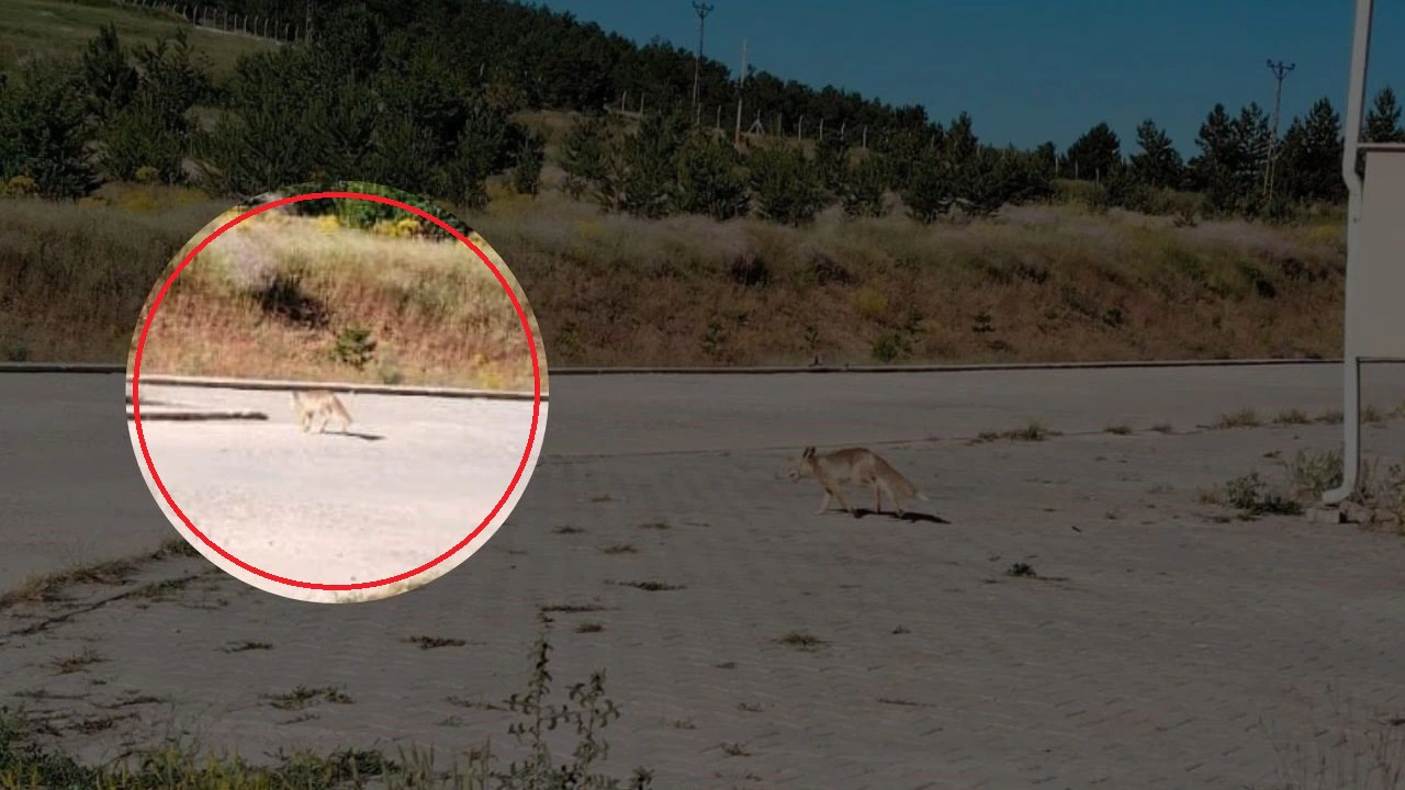 Öğrenciler Gitti Onlar Geldi! Tilki de Olsan Eğitim Şart!