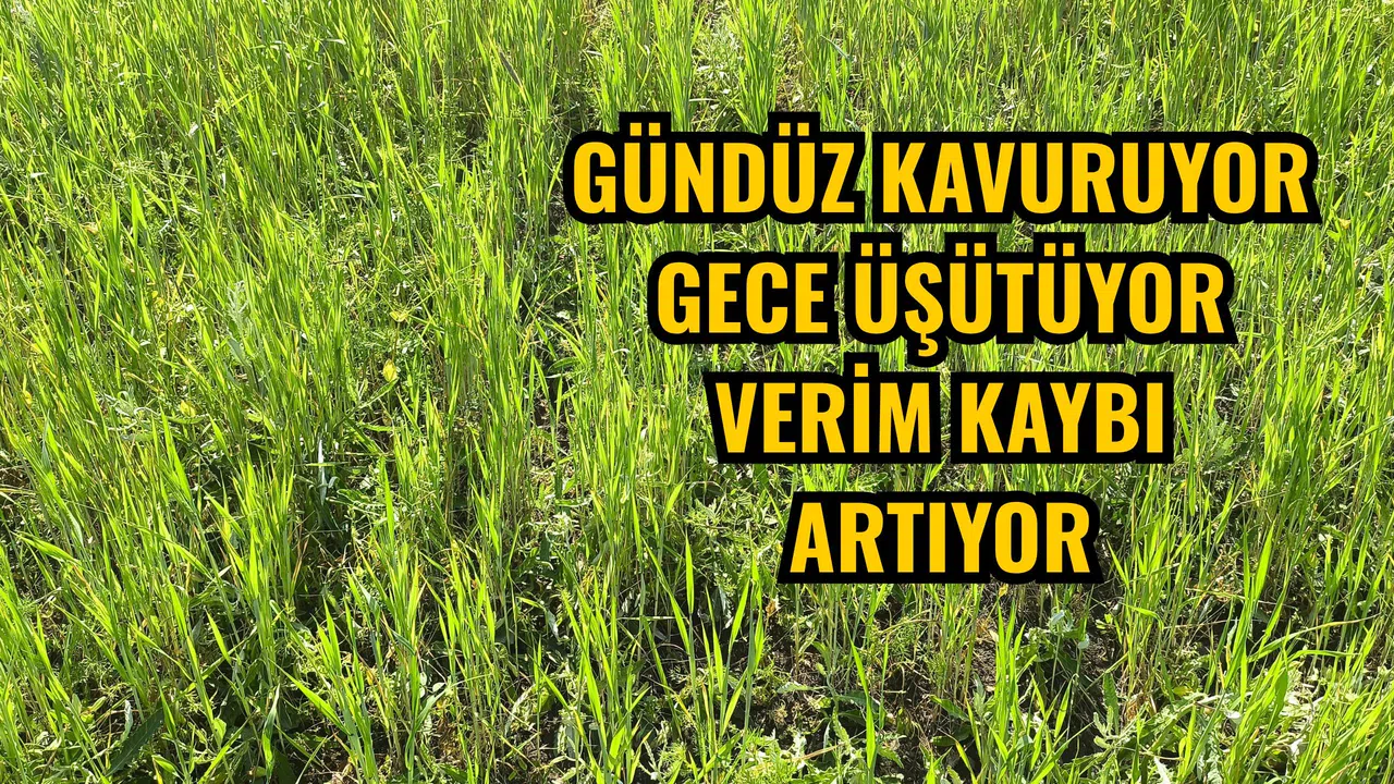 Gündüz kavuruyor gece üşütüyor verim kaybı artıyor