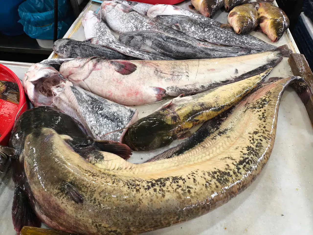 Sivas'ın Saklı Hazineleri! Sivas Göllerinde Sadece Sazan Yok!