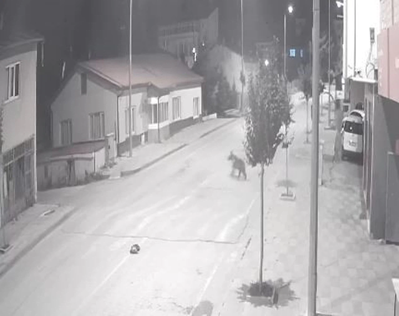 Zara’da Mahalleye İnen Ayılar Kameraya Takıldı