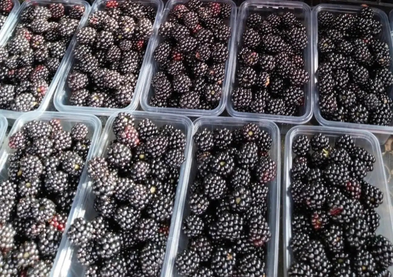 Bu meyve kanserle savaşıyor