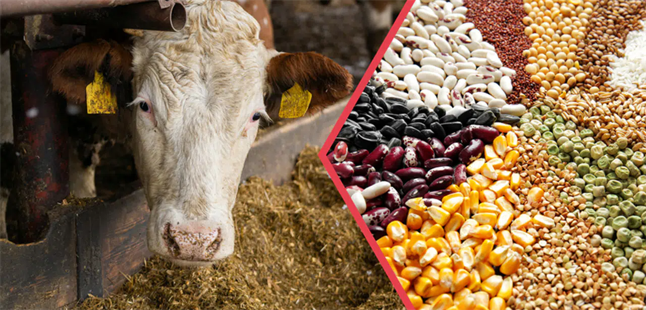 Çiftçiye Beklenen Müjde! Ödemeler Başladı