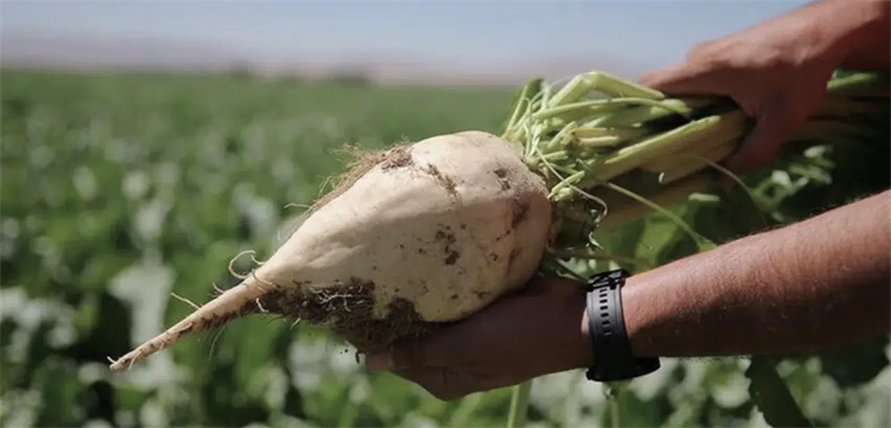 Pancar Üreticisine Dev Destek! Milyarlar Hesapta