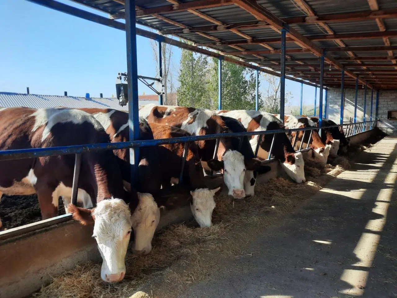 Sivas’ta Kadın Eller Hayvancılığı Değiştiriyor