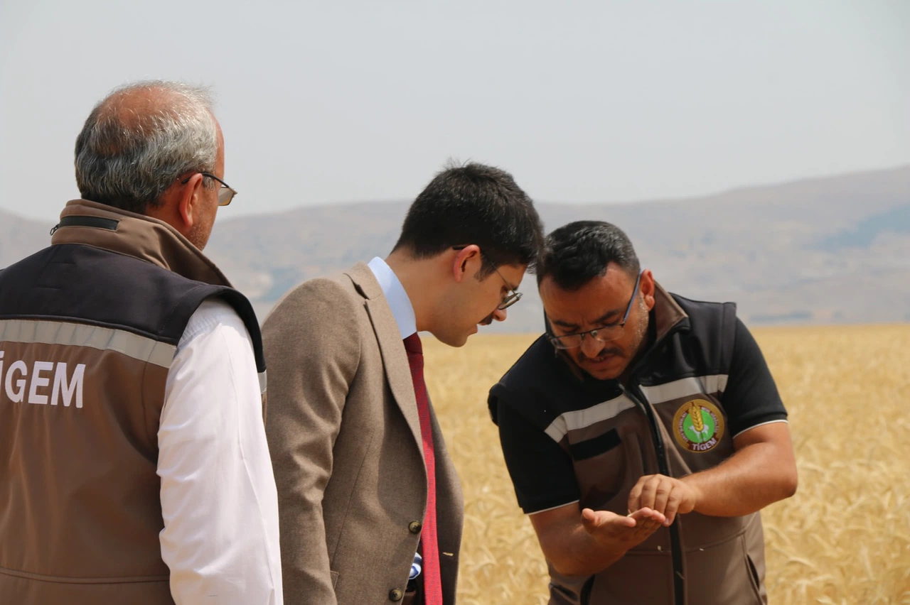 Türkiye'nin Tritikale Tohumunun Yarısı Sadece Sivas'ın O İlçeden!