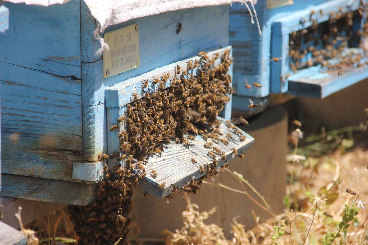 Zara’da Bu Yıl Bal Hasadında Sürpriz Sonuçlar