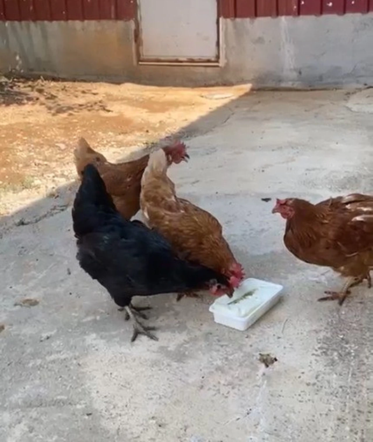 Tavuklarını dondurma ile serinletti