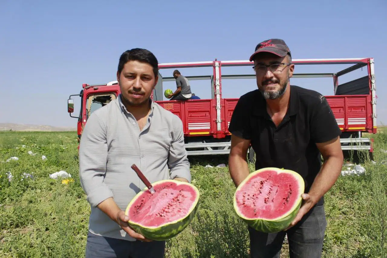 Sivas Tezgahlarındaki O Karpuzlar Nereden Geliyor?