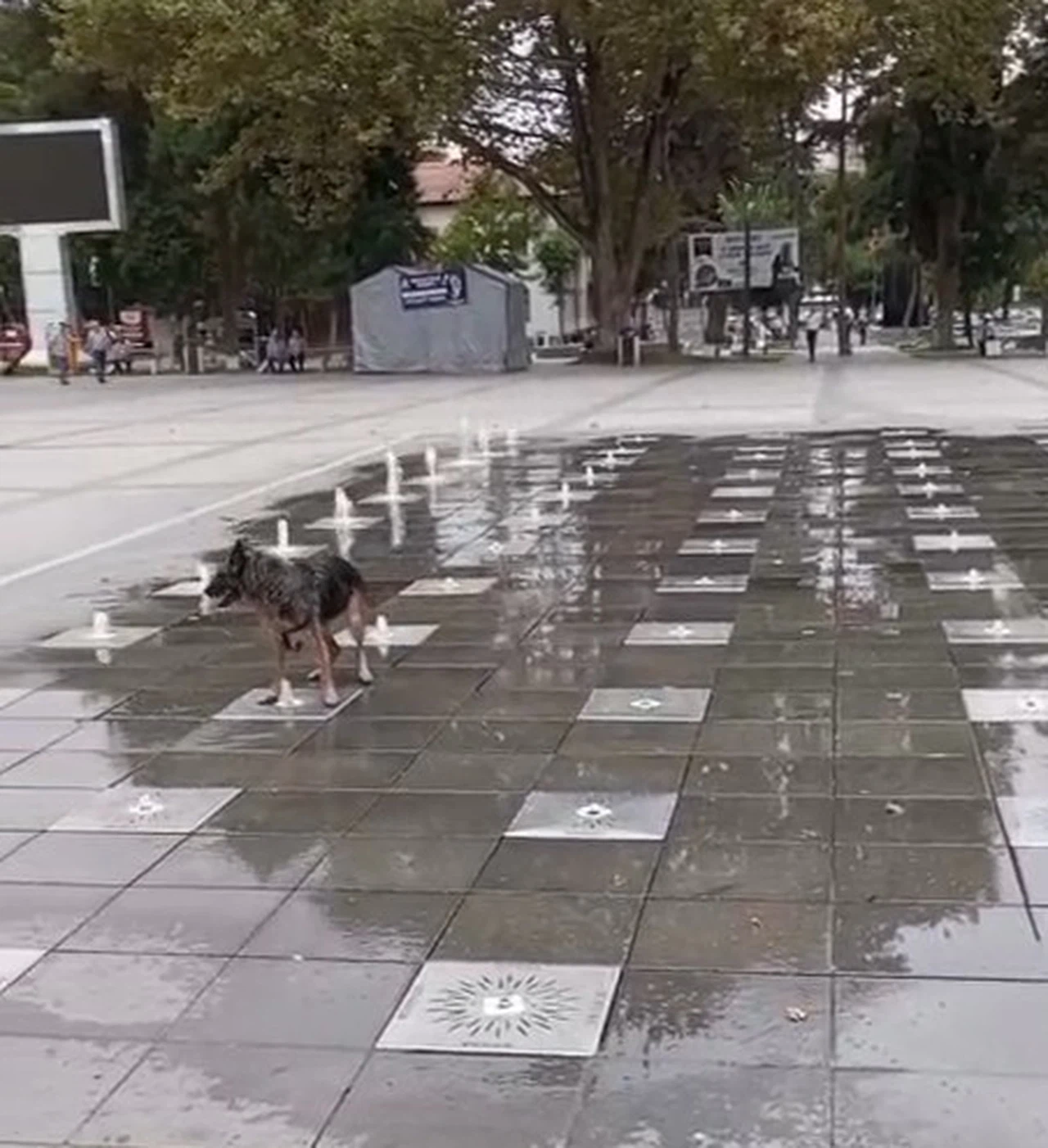 Sıcaktan bunalan köpeğin havuz keyfi