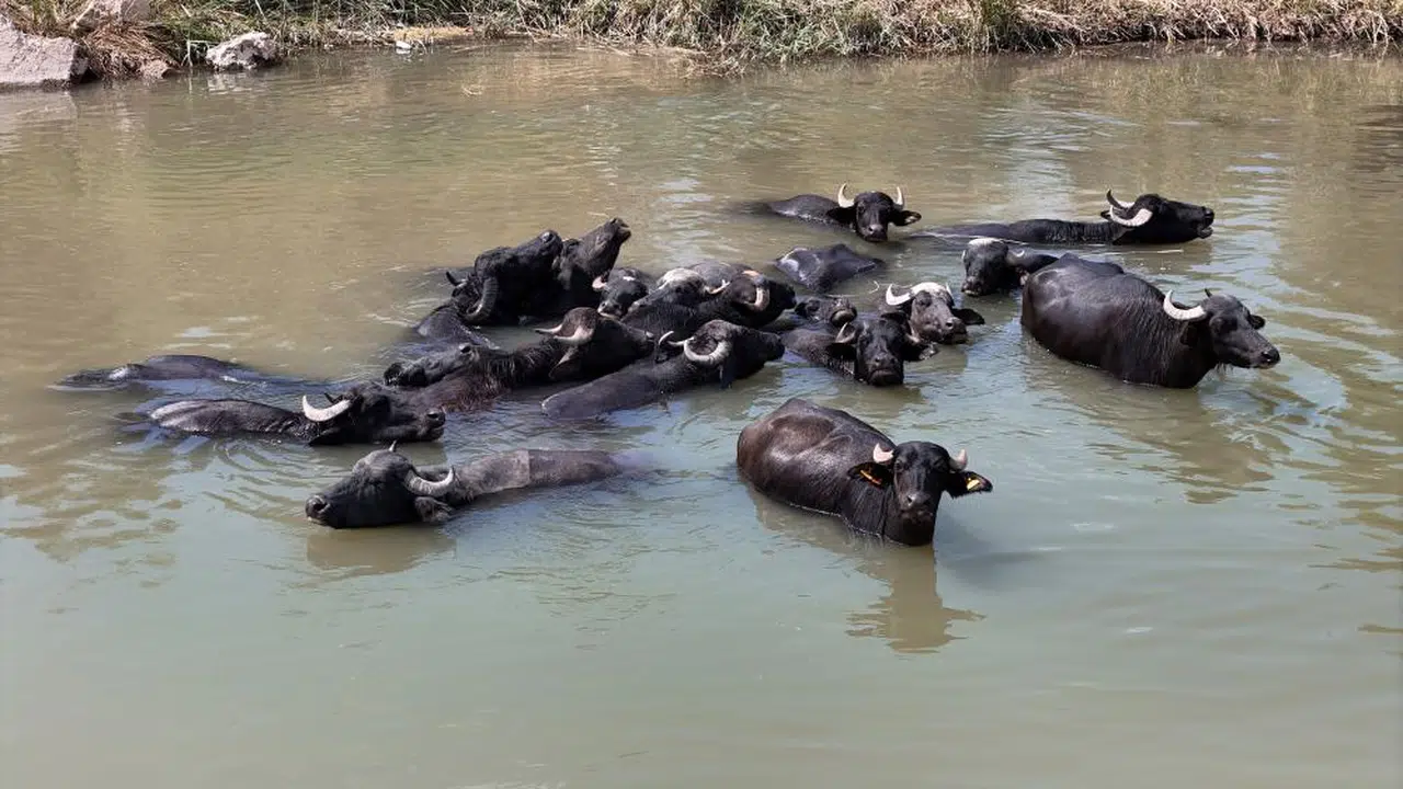 Burası Afrika Değil Sivas! Belgeselleri Aratmayan Görüntüler!