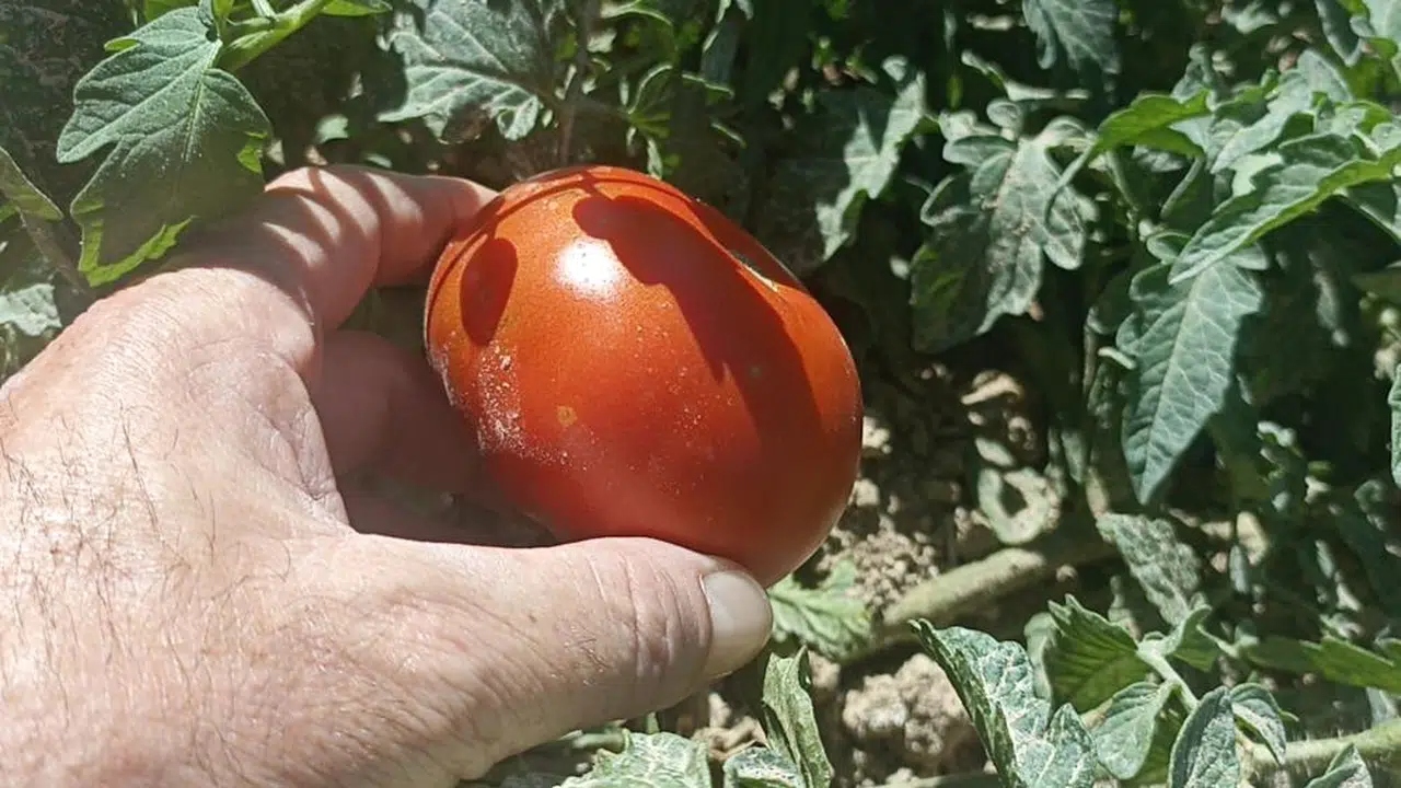 Sivas'ta Kayısı Yerine Ata Tohumu Domates Yetişti