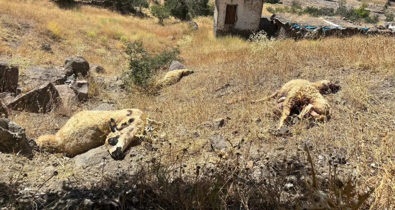 Koyunlara kurt ve ayı ortak saldırısı!..