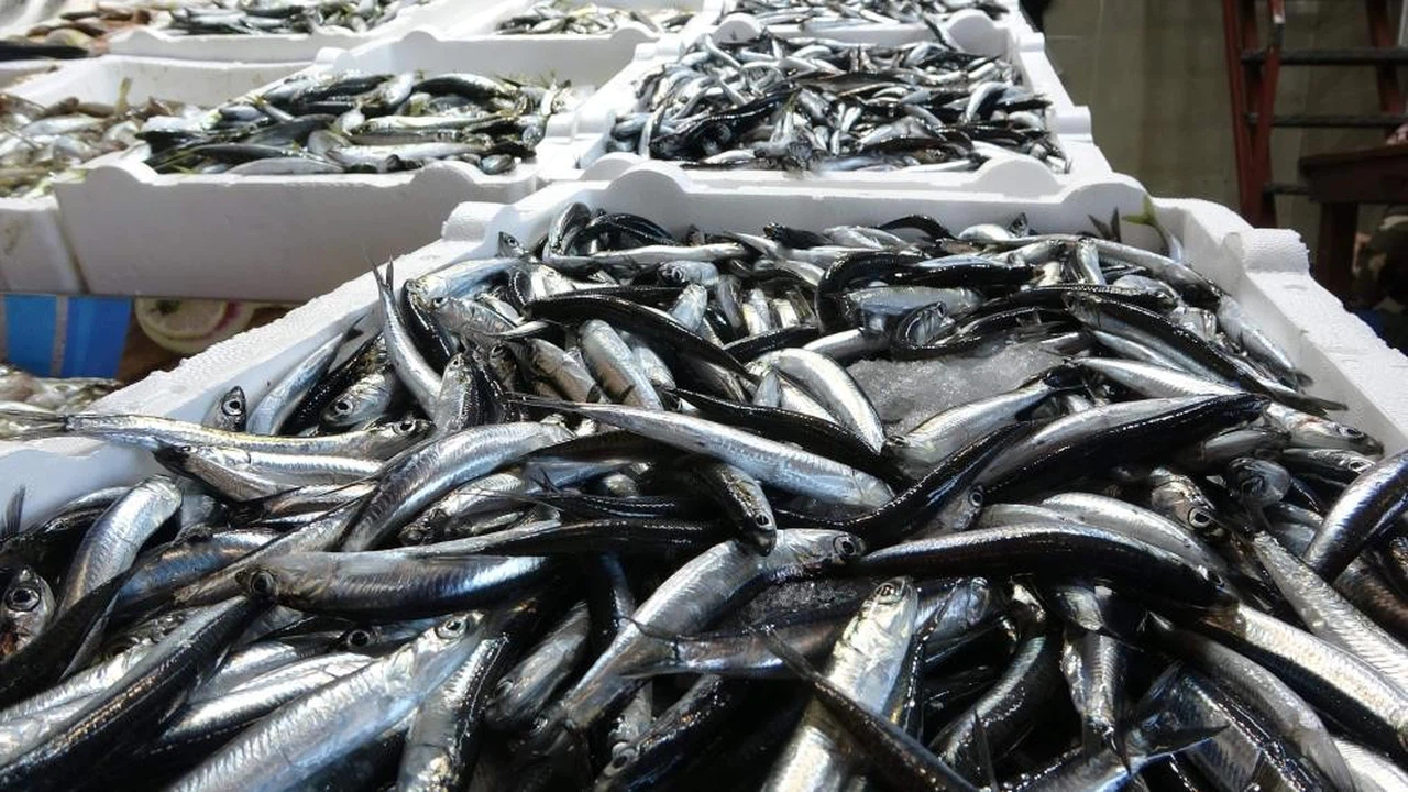 1 Eylül'de hamsi ve istavrit bolluğu bekleniyor...