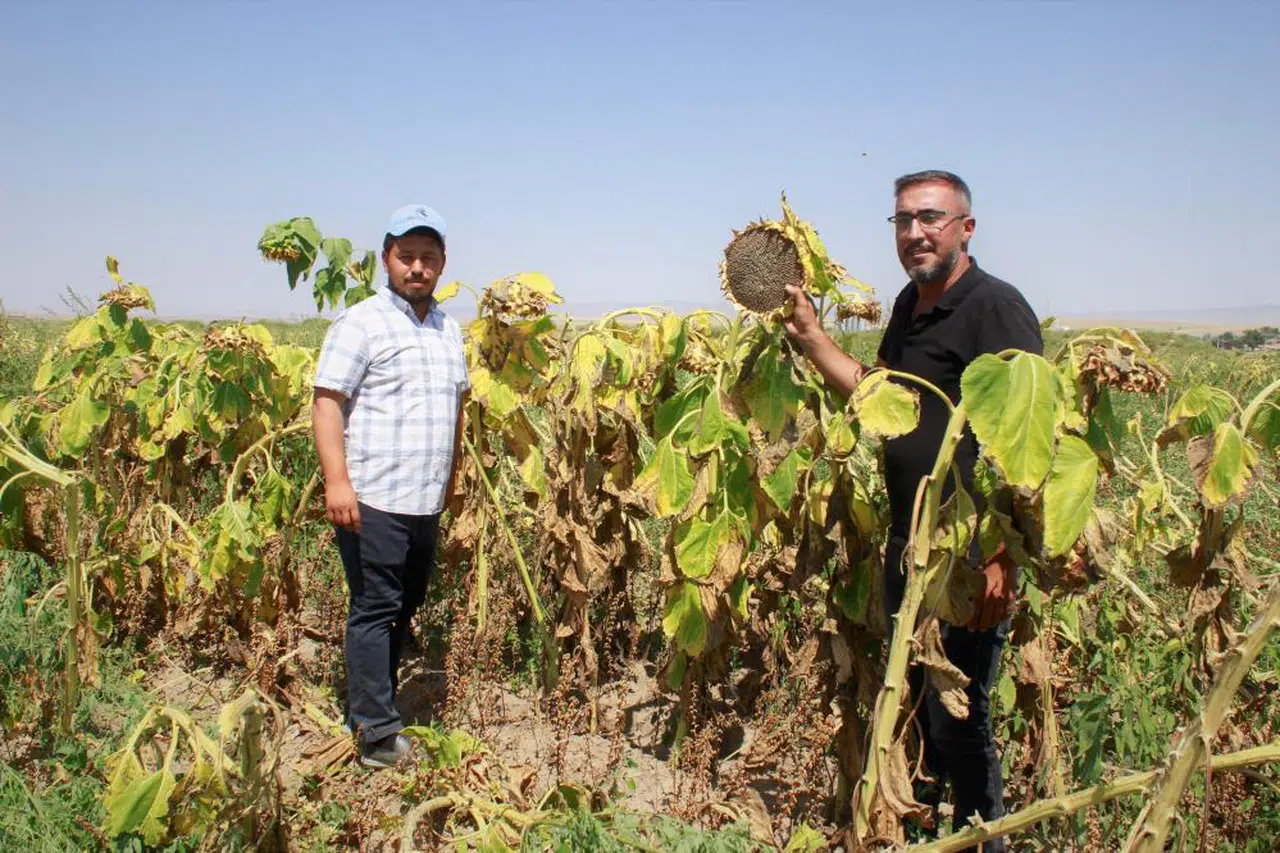 2025 yılı çerez ayçiçekleri toplanıyor