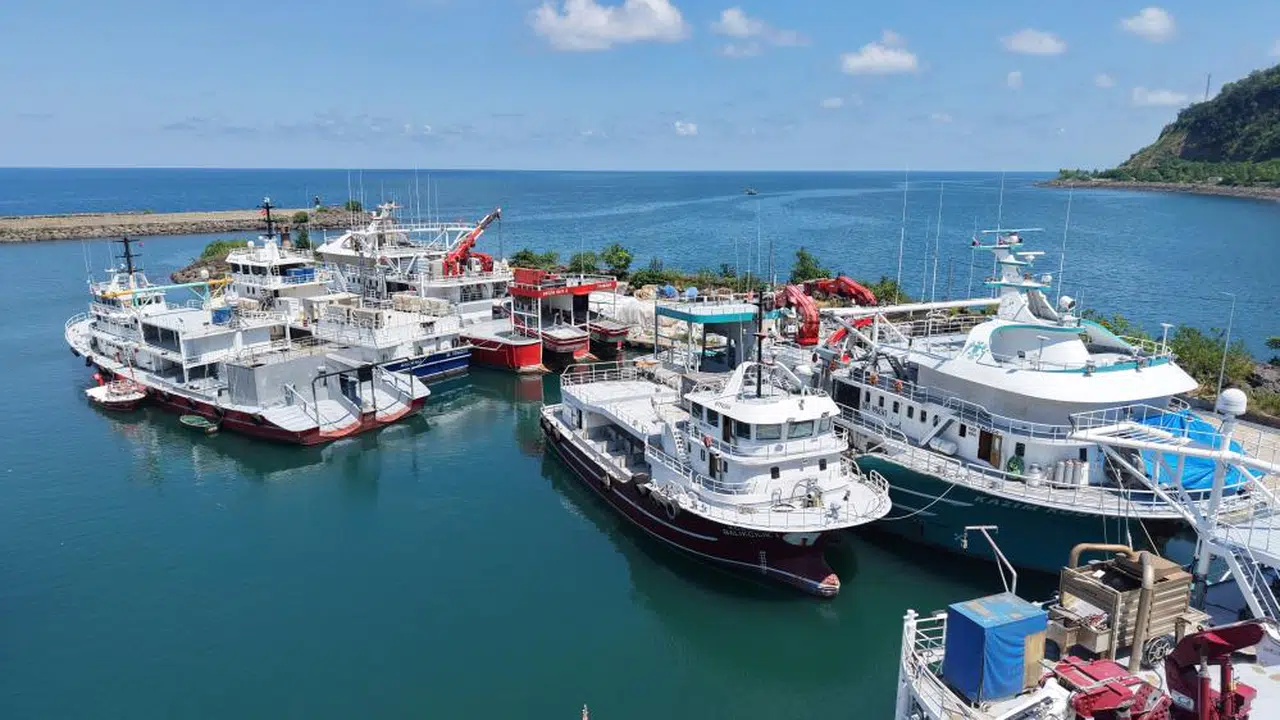 Palamut görüldü, darısı hamsiye...