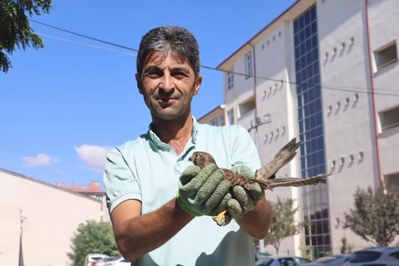 Sivas'ta yavru şahinle kurulan dostluk