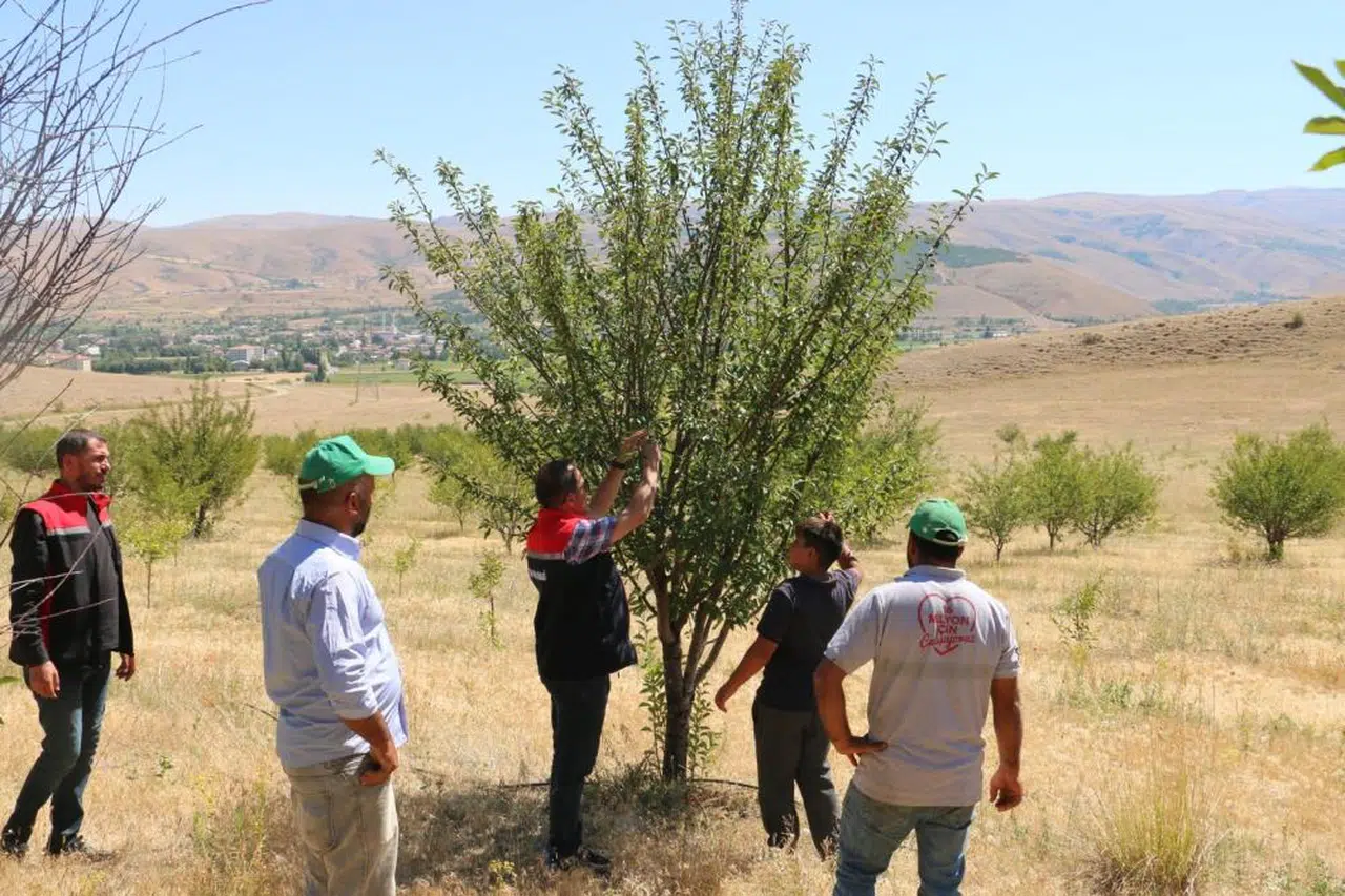 10 binin üstünde vişne ağacı dikti...