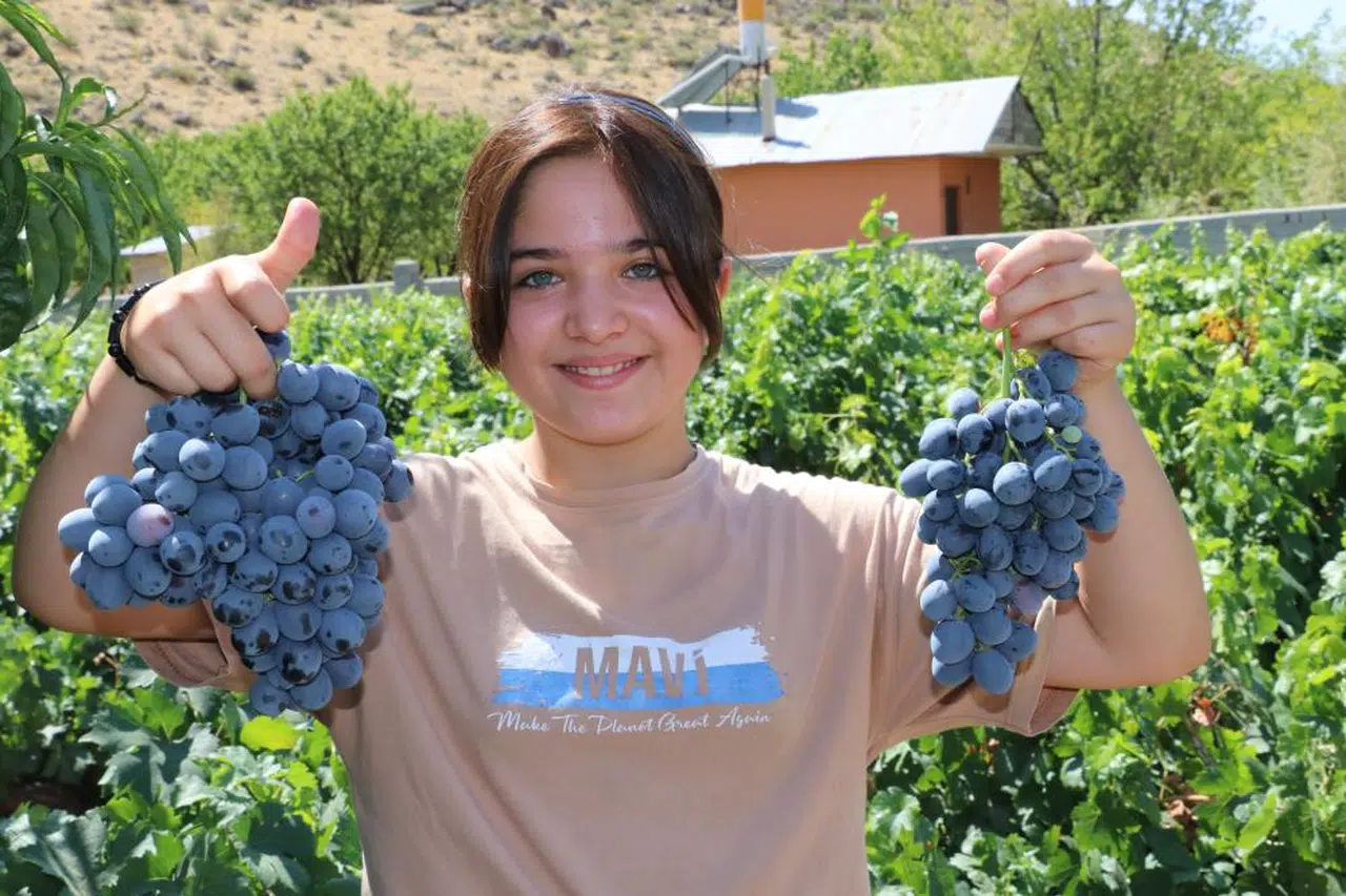 Cimin üzümü hasadı başladı...