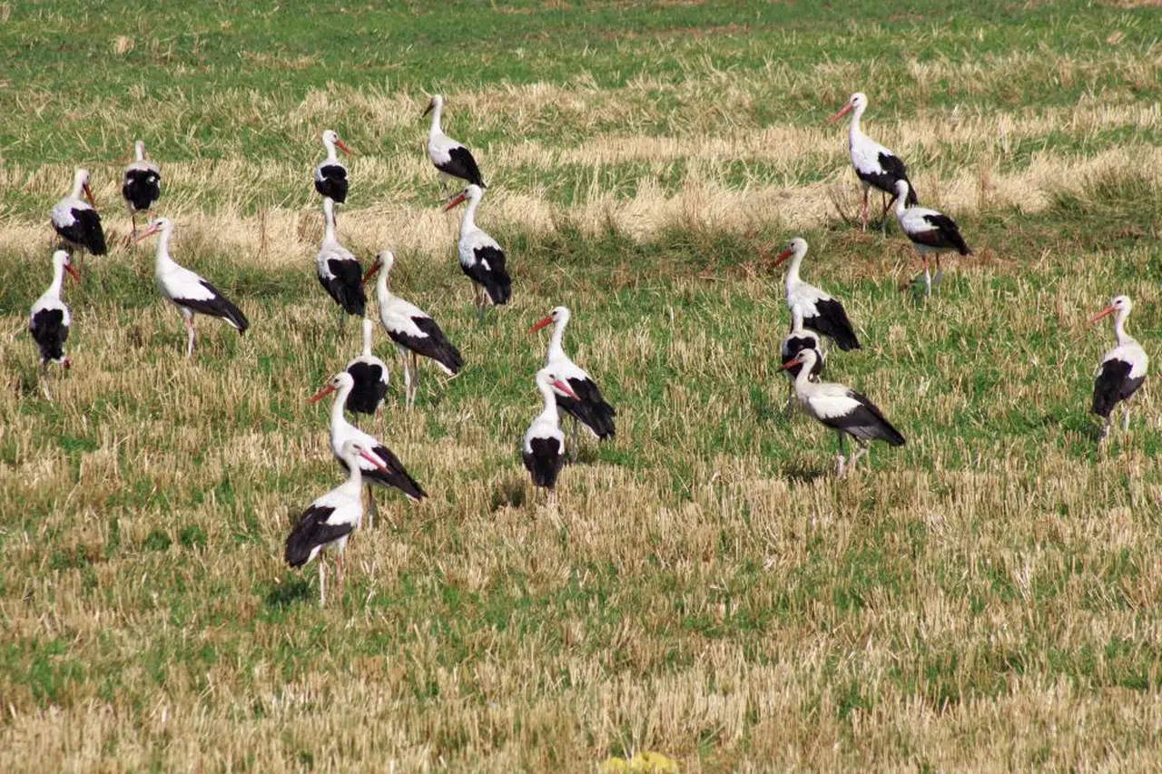 Tarlada beslenen leylekler dronu fark edince bakın ne yaptı