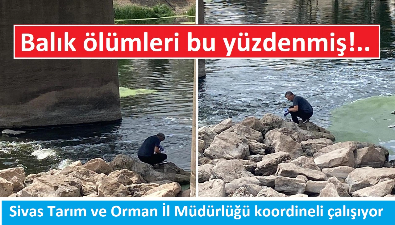 Sivas'ta balık ölümlerine sebep tespit edildi