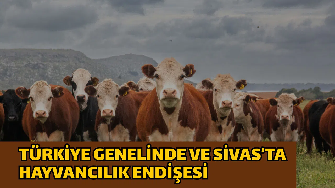 Türkiye genelinde ve Sivas’ta hayvancılık endişesi