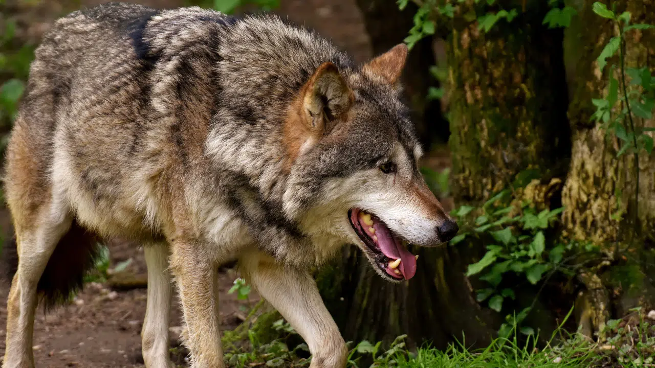 Kurt Saldırısı 111 Ölü !