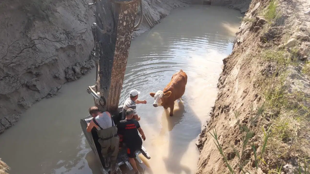 Otlatırken Gölete Düşen İnekler, İtfaiyenin Çabasıyla Sahibine Kavuştu