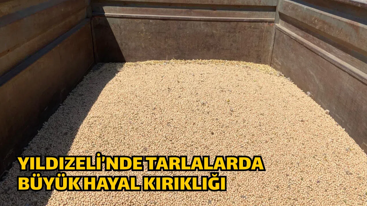 Yıldızeli’nde Tarlalarda Büyük Hayal Kırıklığı
