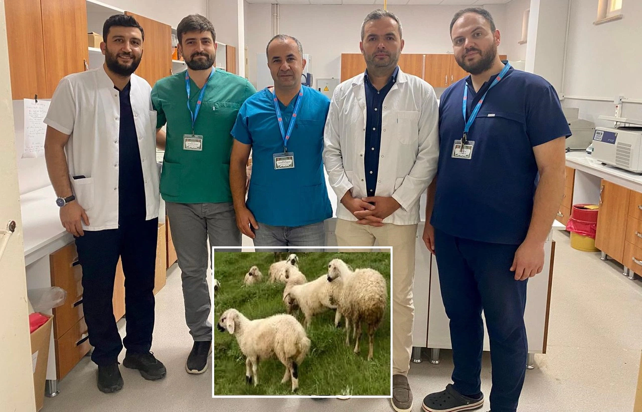 Sivas Kangal Koyunları daha sağlıklı olacak