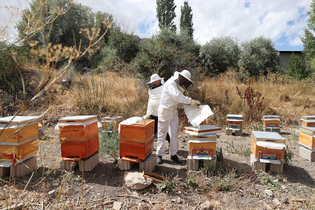 Sivas'ta 5 arkadaş devlet desteğiyle arıcılığa başladı