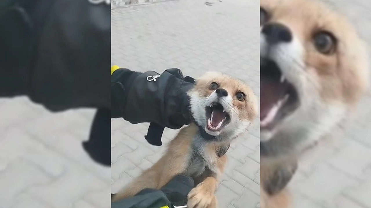 Şarkışla'da tilkiden apartman ziyareti