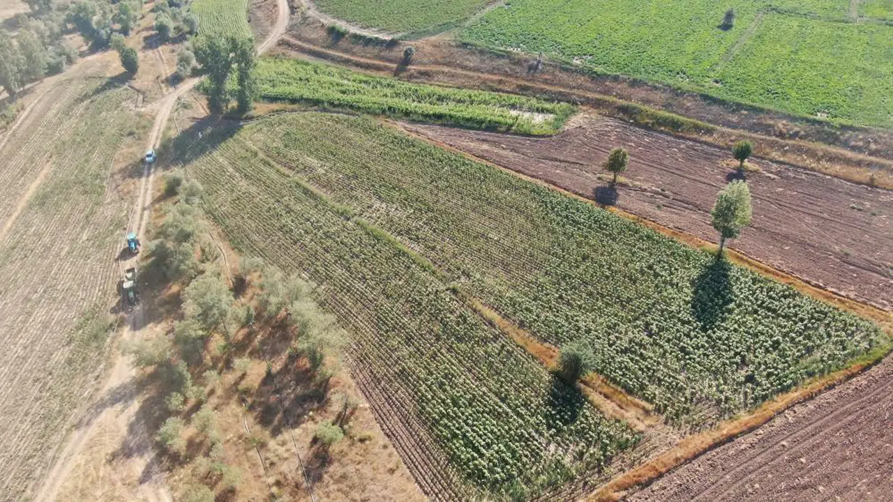 Sivas'taki O Tarlalar Altına Döndü!