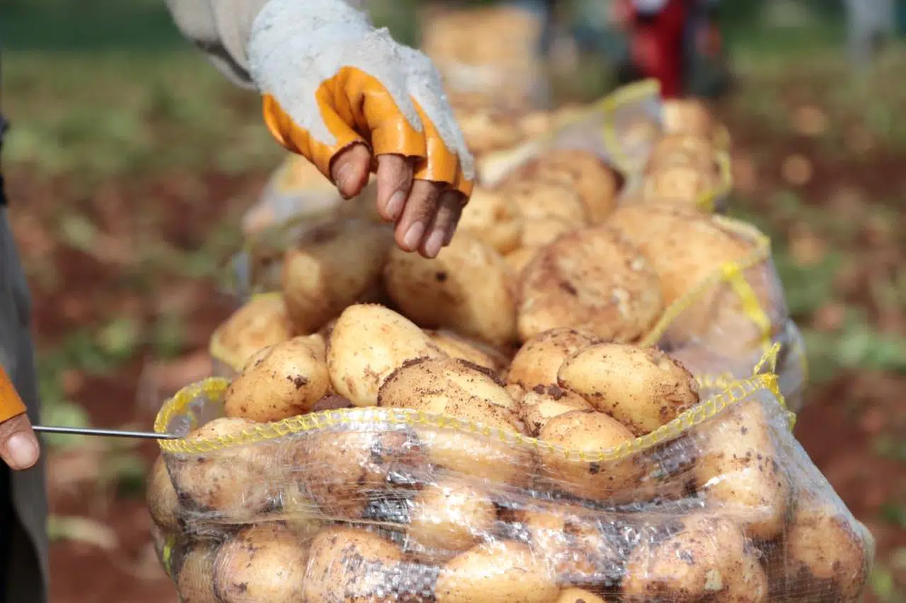 Patatesteki ucuzluk vatandaşa yaradı