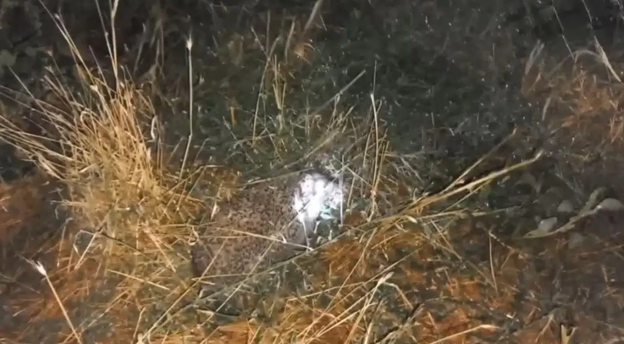 Civcivlerini tilki değil, bakın hangi hayvan yedi!...