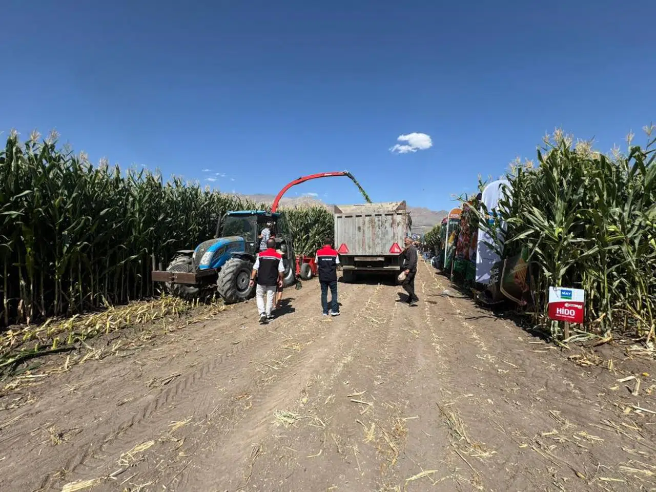 Silajlık mısır hasadı başladı