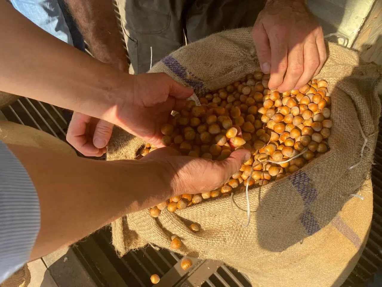 Fındıkta randıman düşüklüğü üreticiyi endişelendiriyor