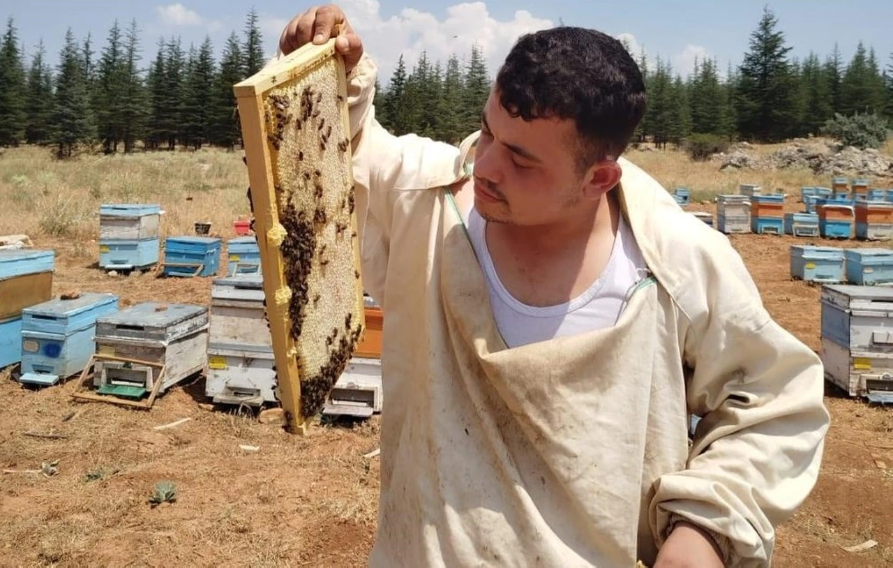 Bilgisayara değil, arılara bakıyor...